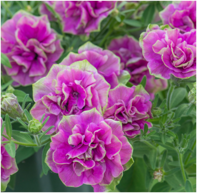 Снимок экрана 2025-08-03 0838458